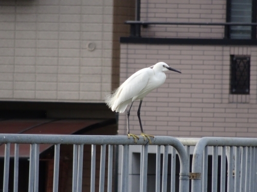 DSC07250.jpg