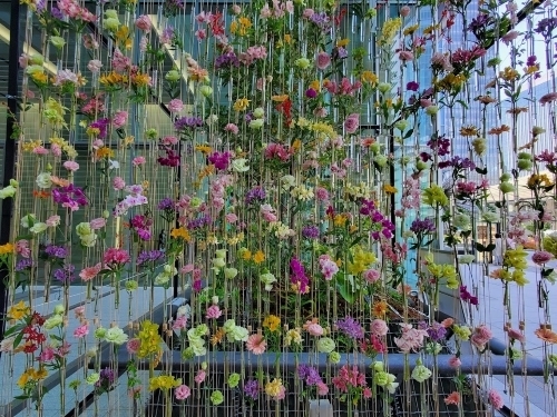 花が落ちるのか登るのか.jpg